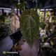Anthurium 'Ace of Spades' dark form (ex. Tezula) f1