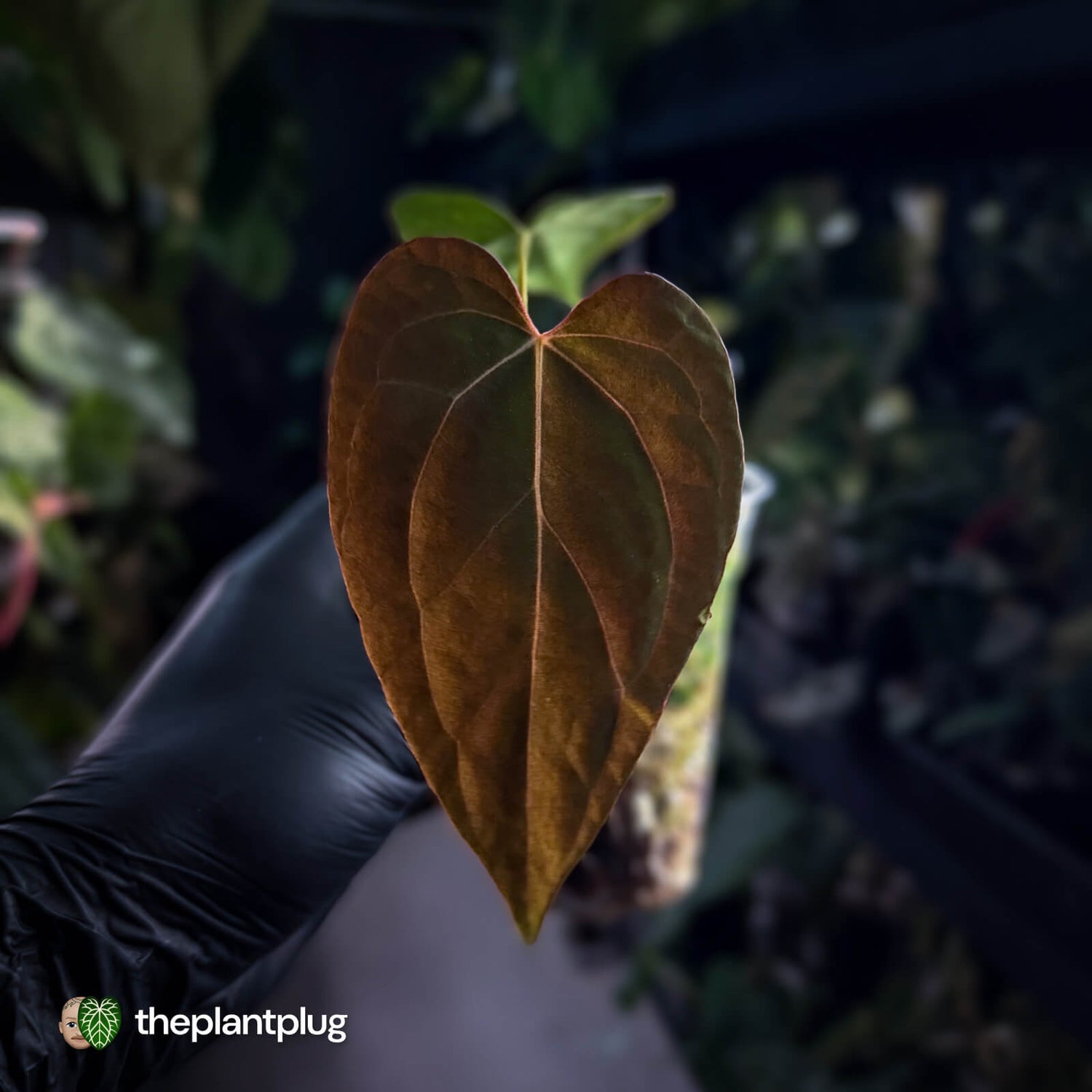 Anthurium 'Portillae' x papillilaminum