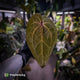 Anthurium 'Ace of Spades' dark form (ex. Tezula) f1