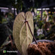 Anthurium 'Ace of Spades' dark form (ex. Tezula) f1