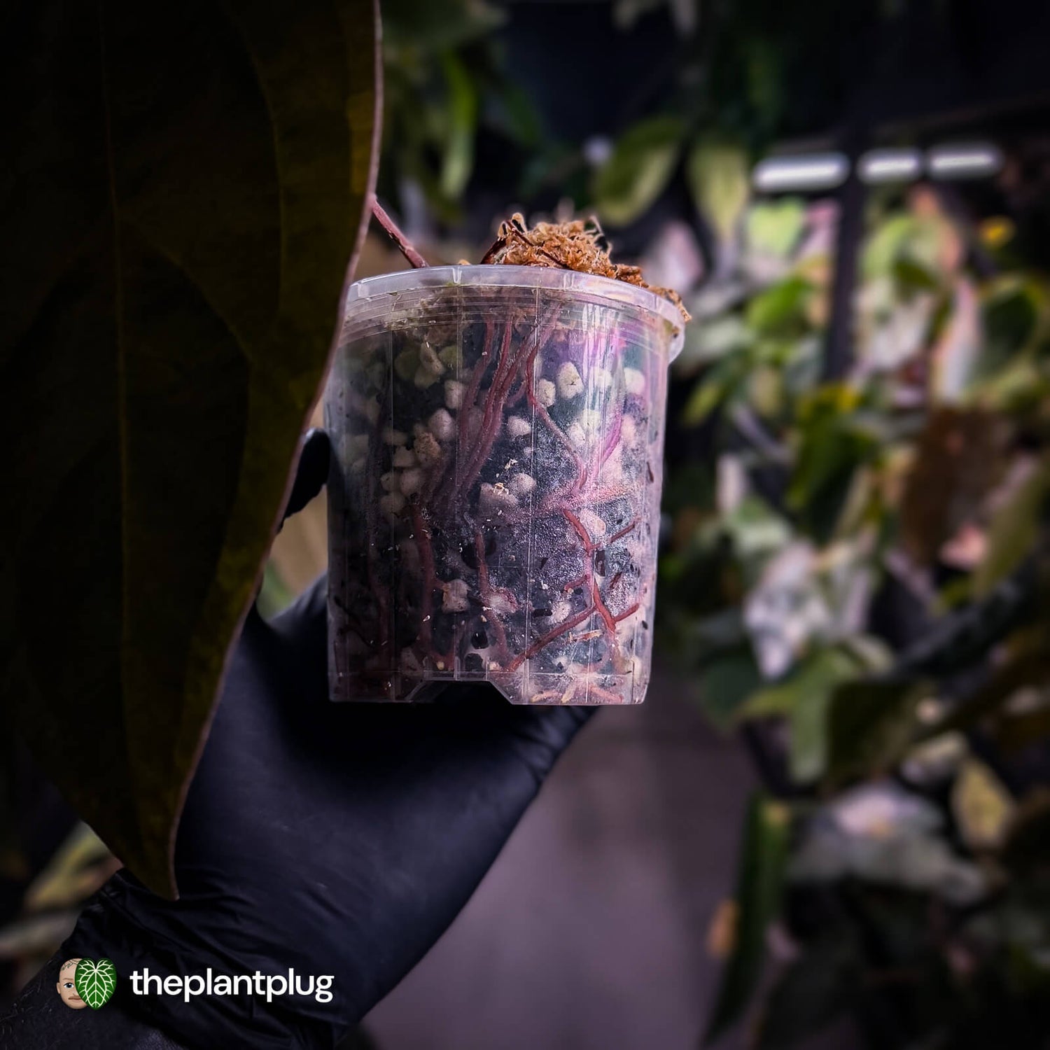 Anthurium 'Ace of Spades' dark form (ex. Tezula) f1