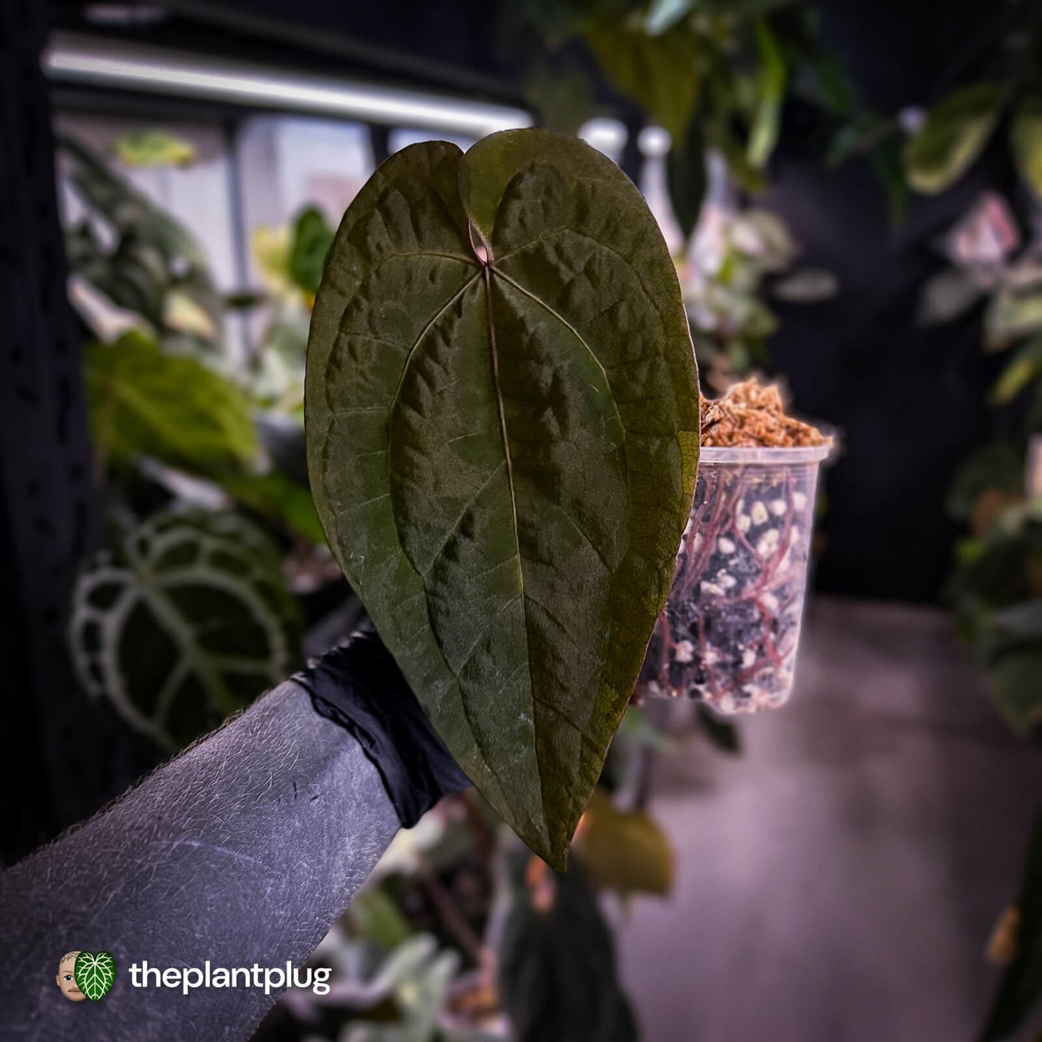 Anthurium 'Ace of Spades' dark form (ex. Tezula) f1