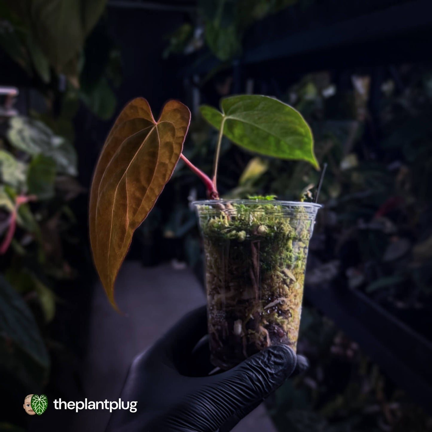 Anthurium 'Portillae' x papillilaminum