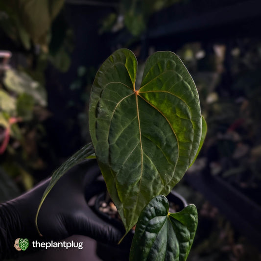 Anthurium kunayalense x 'RVDP' 🔥 • selected holdback