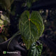 Anthurium kunayalense x 'RVDP' 🔥 • selected holdback