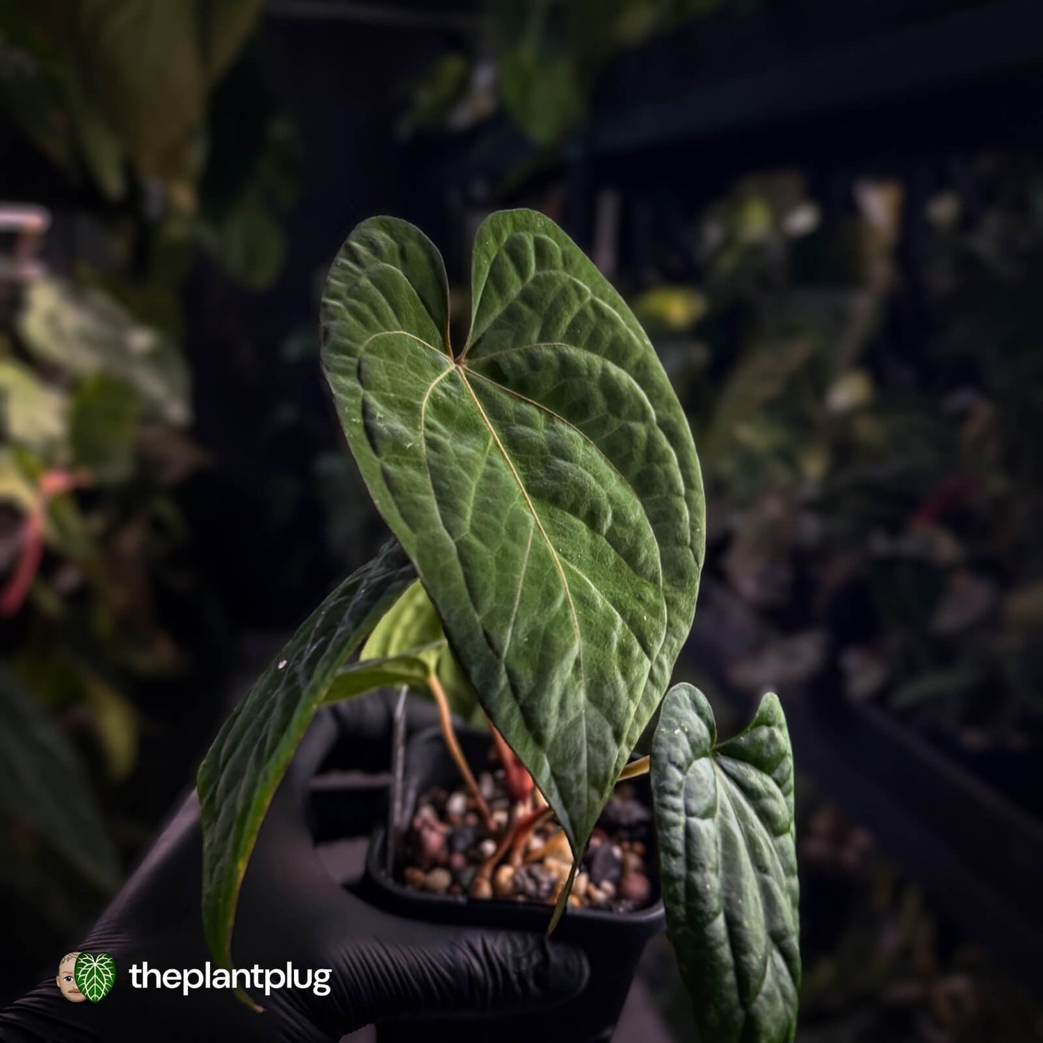 Anthurium kunayalense x 'RVDP' 🔥 • selected holdback