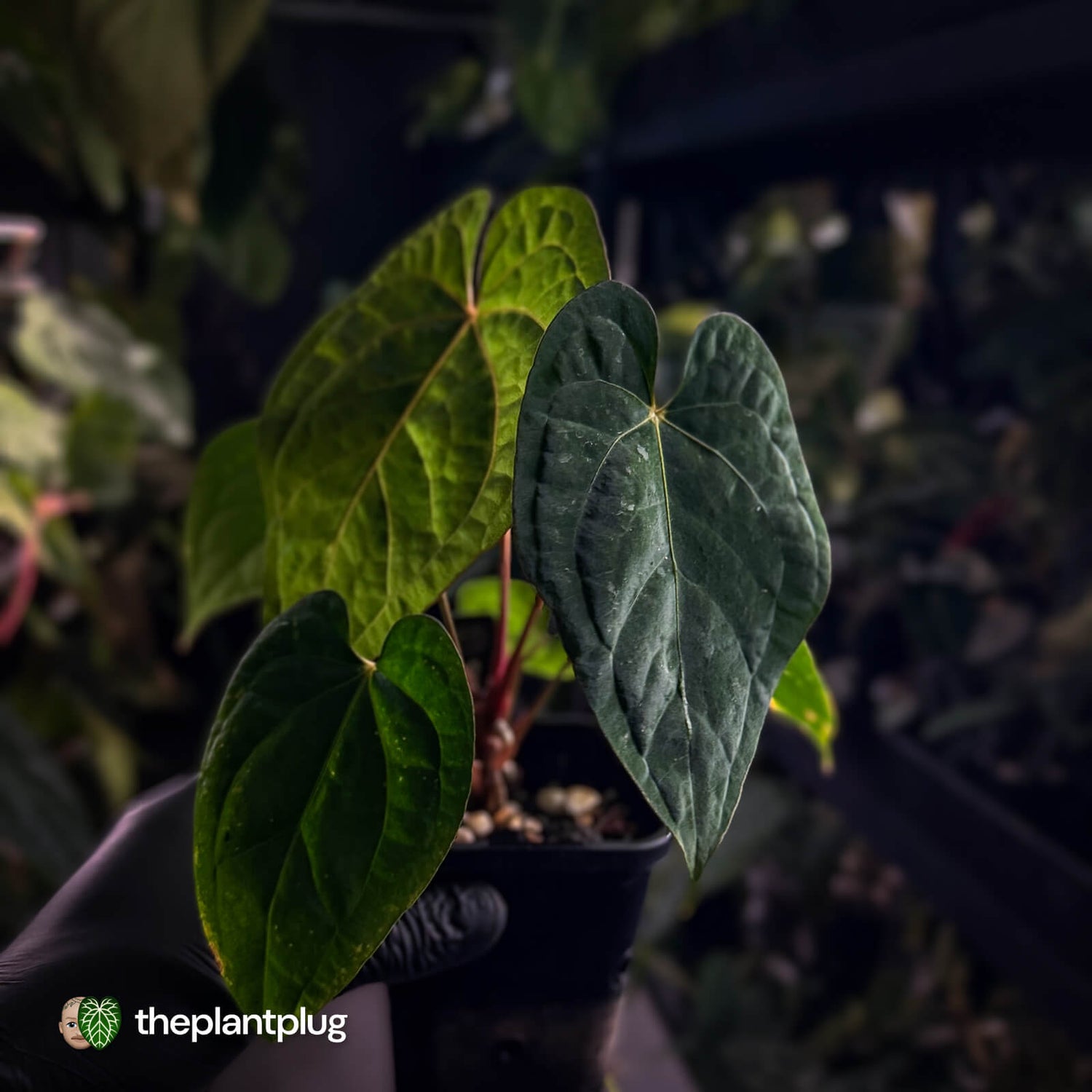 Anthurium kunayalense x 'RVDP' 🔥 • selected holdback