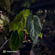 Anthurium kunayalense x 'RVDP' 🔥 • selected holdback