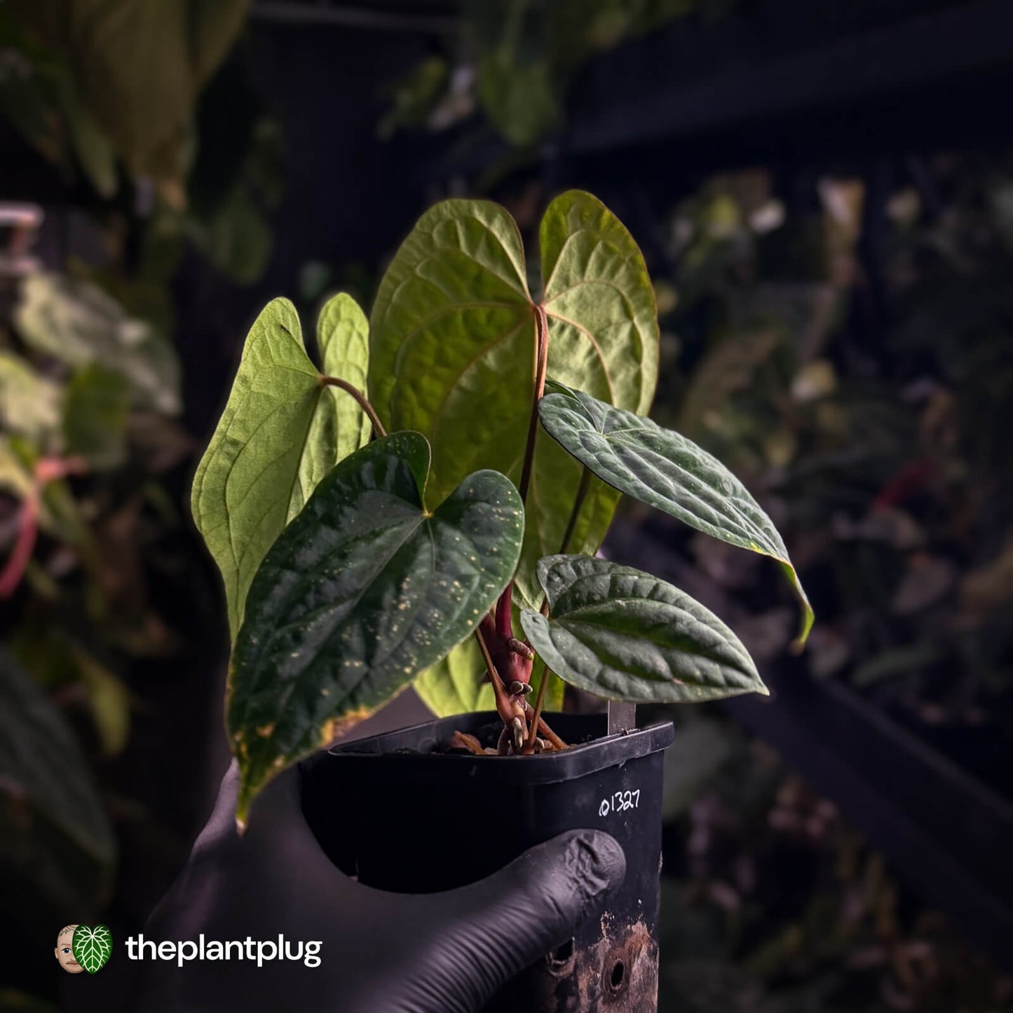 Anthurium kunayalense x 'RVDP' 🔥 • selected holdback
