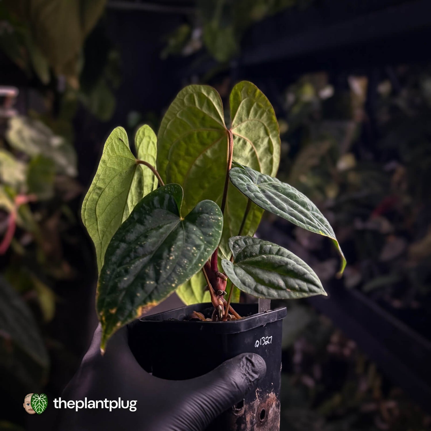 Anthurium kunayalense x 'RVDP' 🔥 • selected holdback
