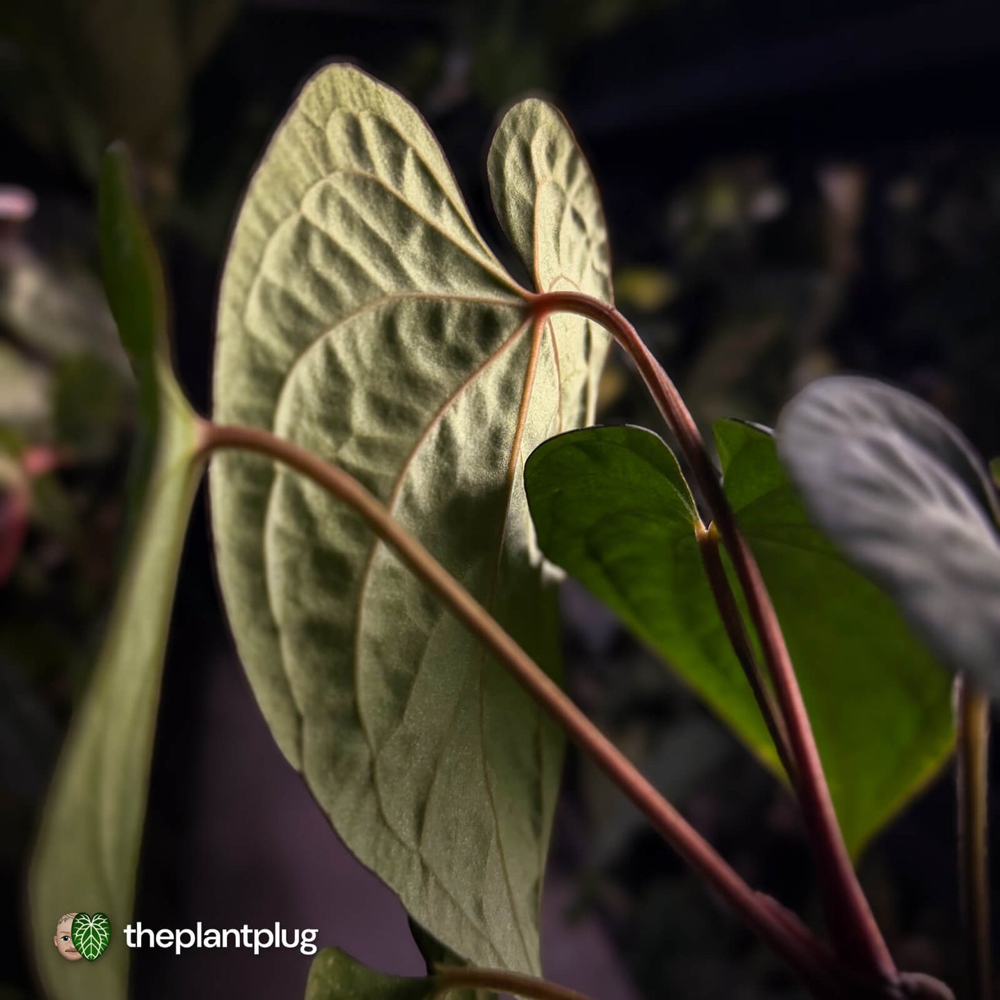 Anthurium kunayalense x 'RVDP' 🔥 • selected holdback