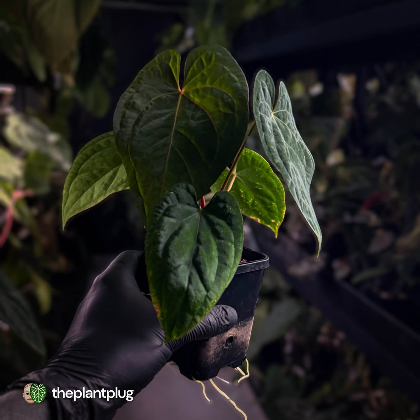 Anthurium kunayalense x 'RVDP' 🔥 • selected holdback