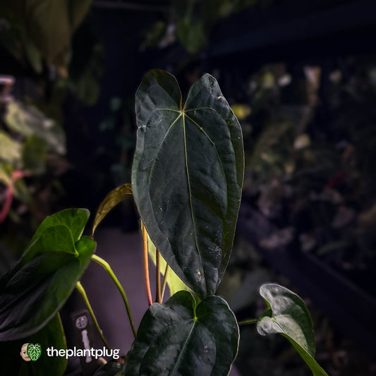 Anthurium forgetii hybrid x #MidnightVelvet