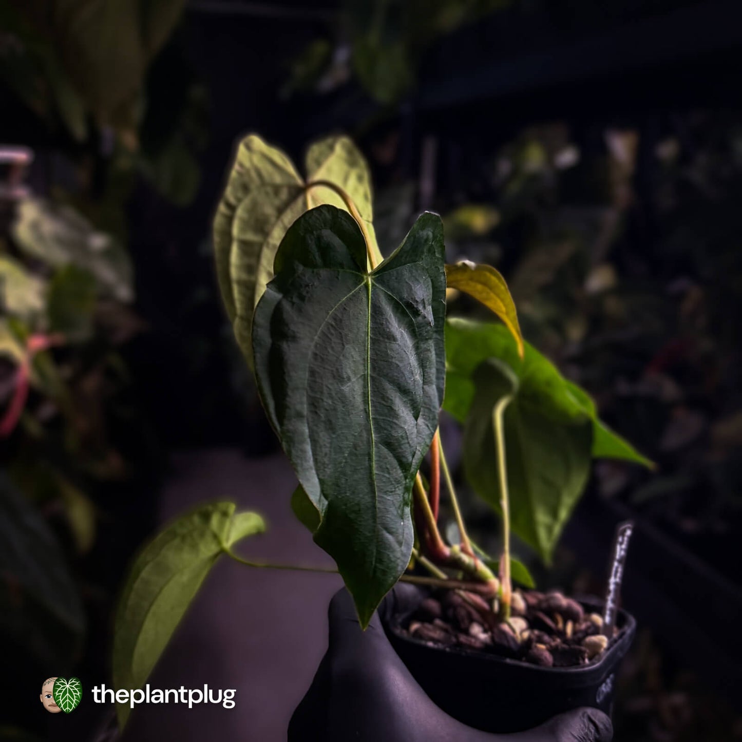 Anthurium forgetii hybrid x #MidnightVelvet