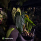 Anthurium forgetii hybrid x #MidnightVelvet