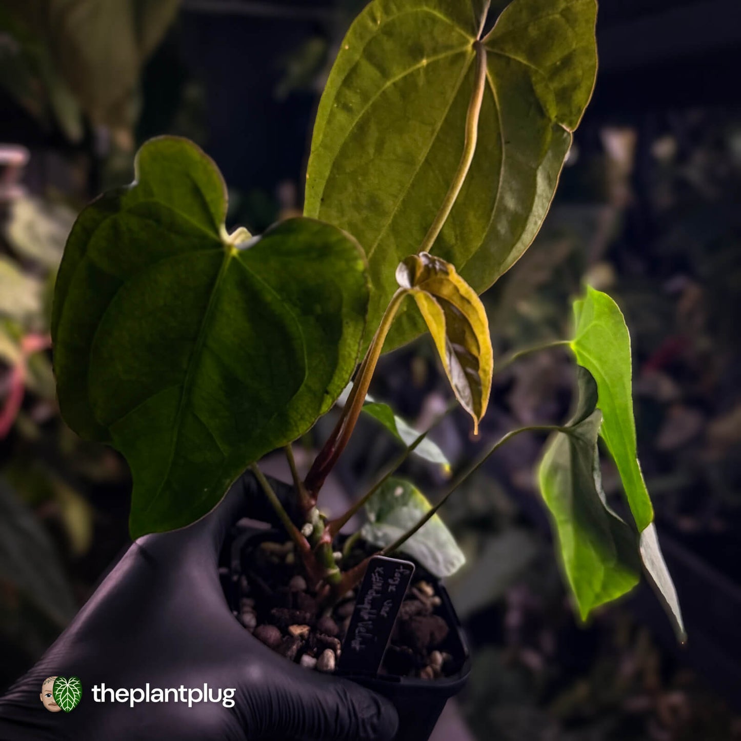 Anthurium forgetii hybrid x #MidnightVelvet