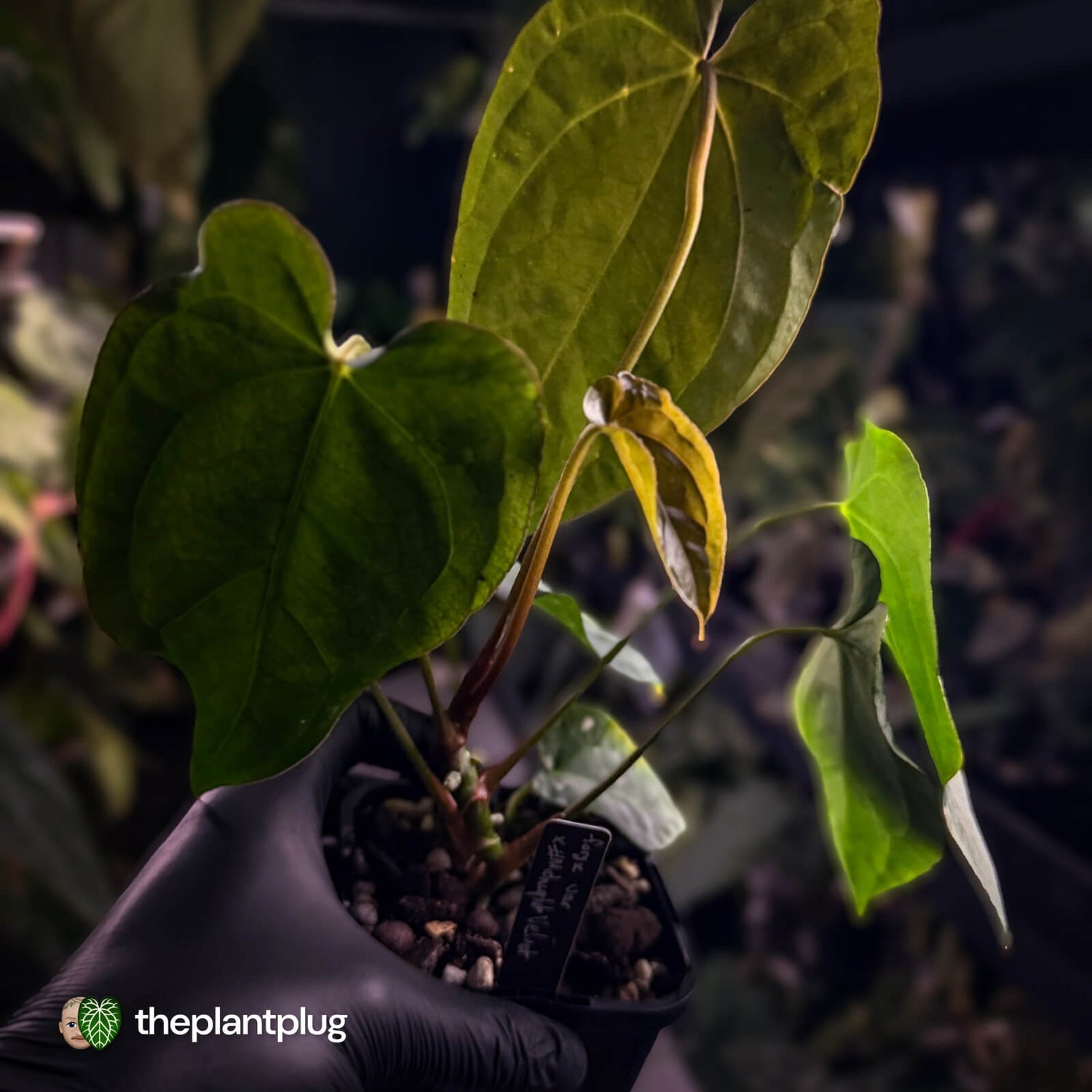 Anthurium forgetii hybrid x #MidnightVelvet