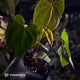 Anthurium forgetii hybrid x #MidnightVelvet