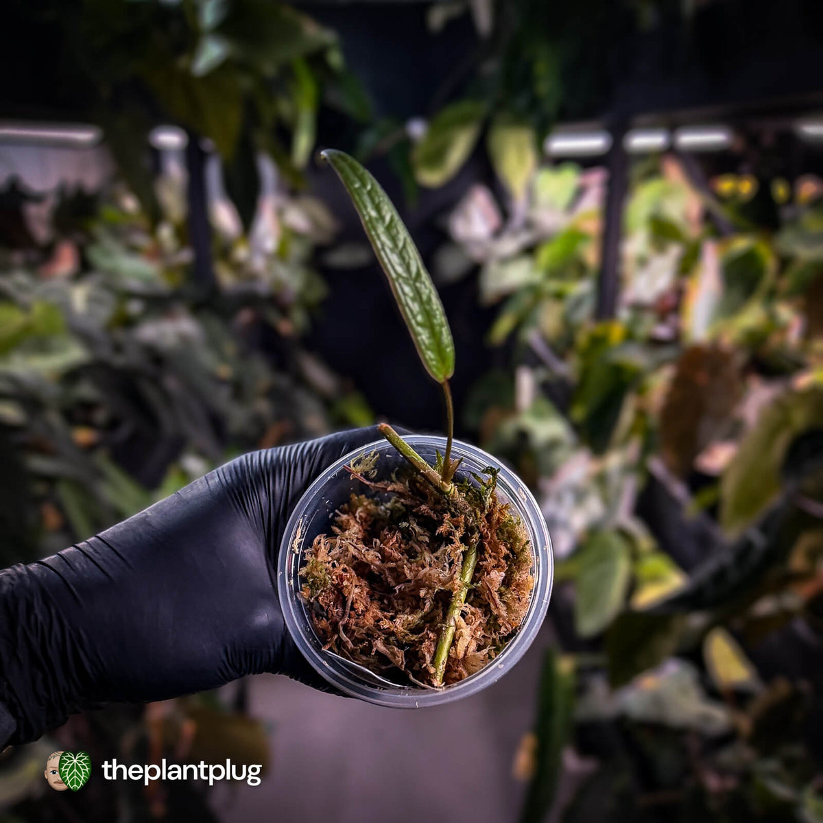Anthurium sp. Pangui • rarely offered