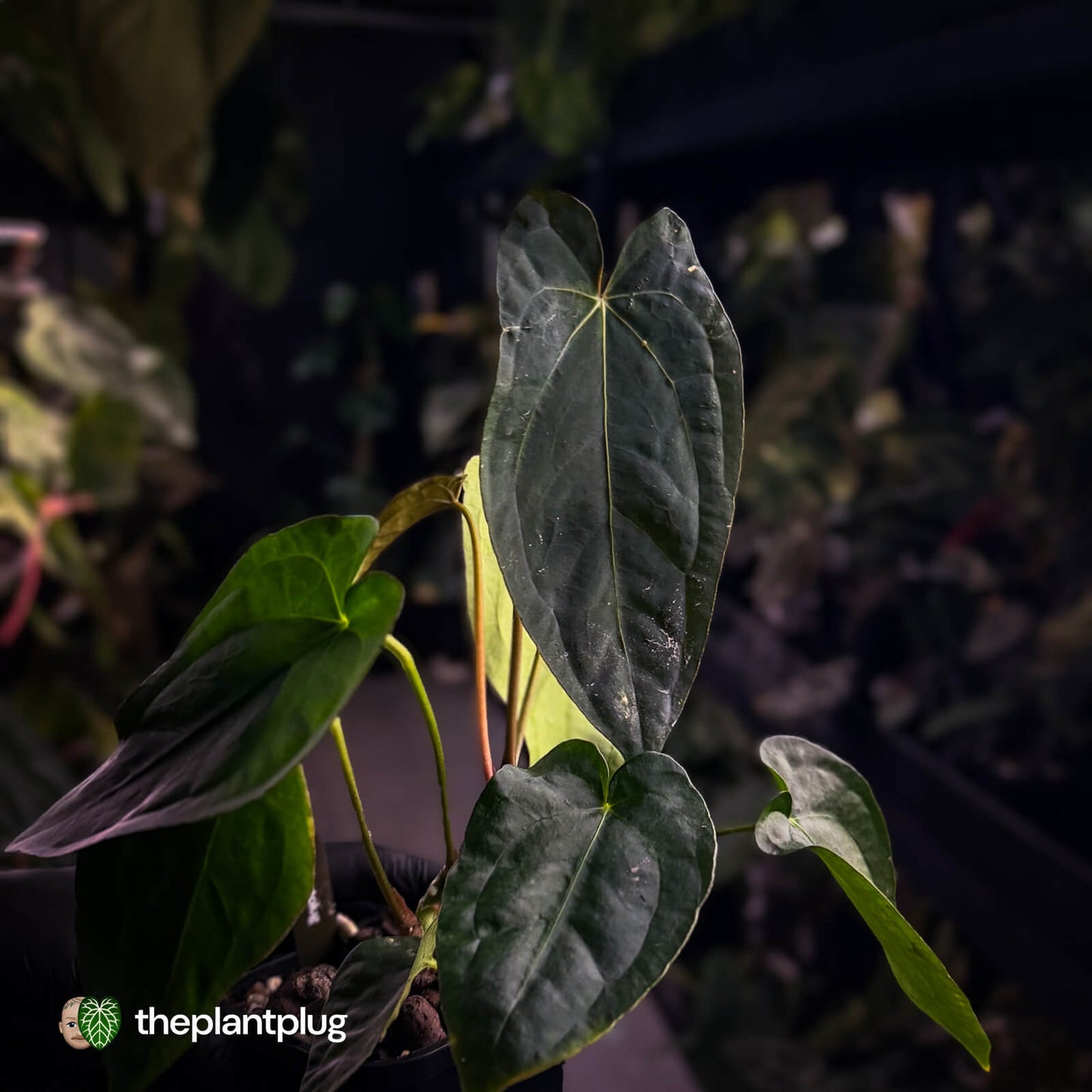 Anthurium forgetii hybrid x #MidnightVelvet