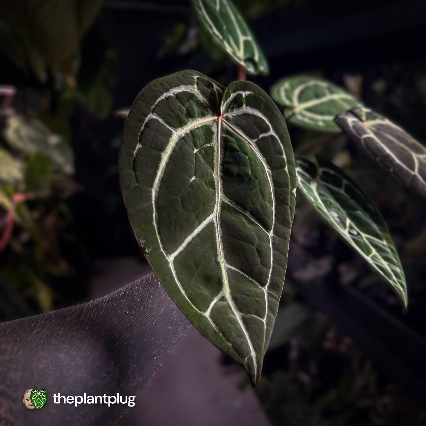 Anthurium SKG 'Red Crystal' x 'Michelle' 💫