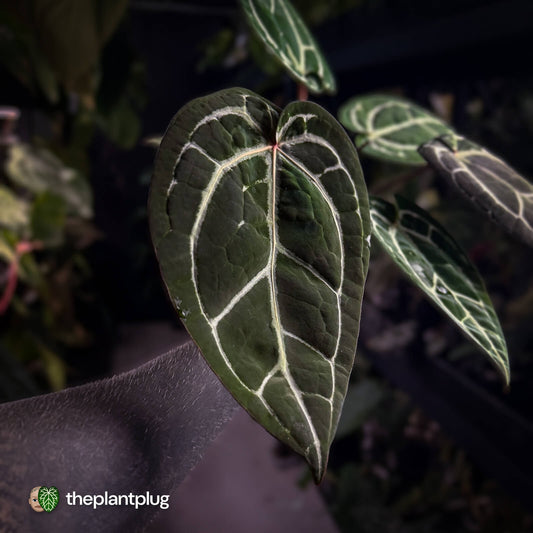 Anthurium SKG 'Red Crystal' x 'Michelle' 💫