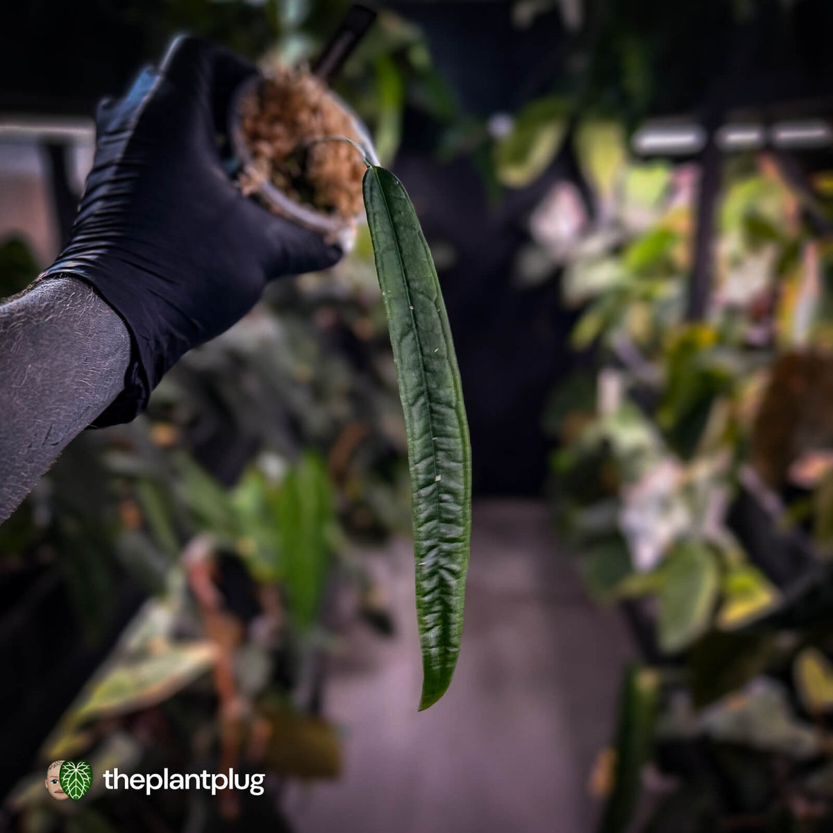 Anthurium lutherii