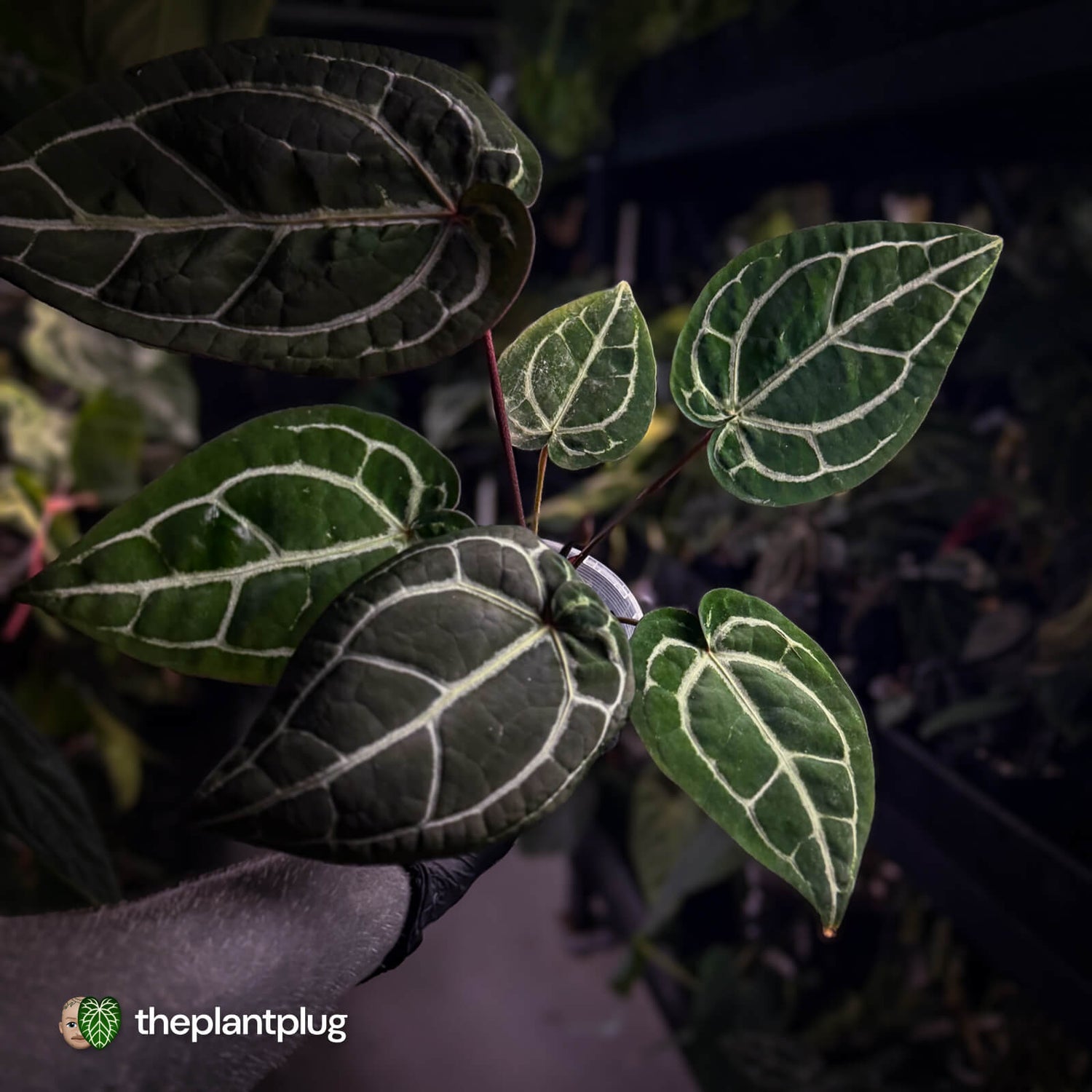 Anthurium SKG 'Red Crystal' x 'Michelle' 💫