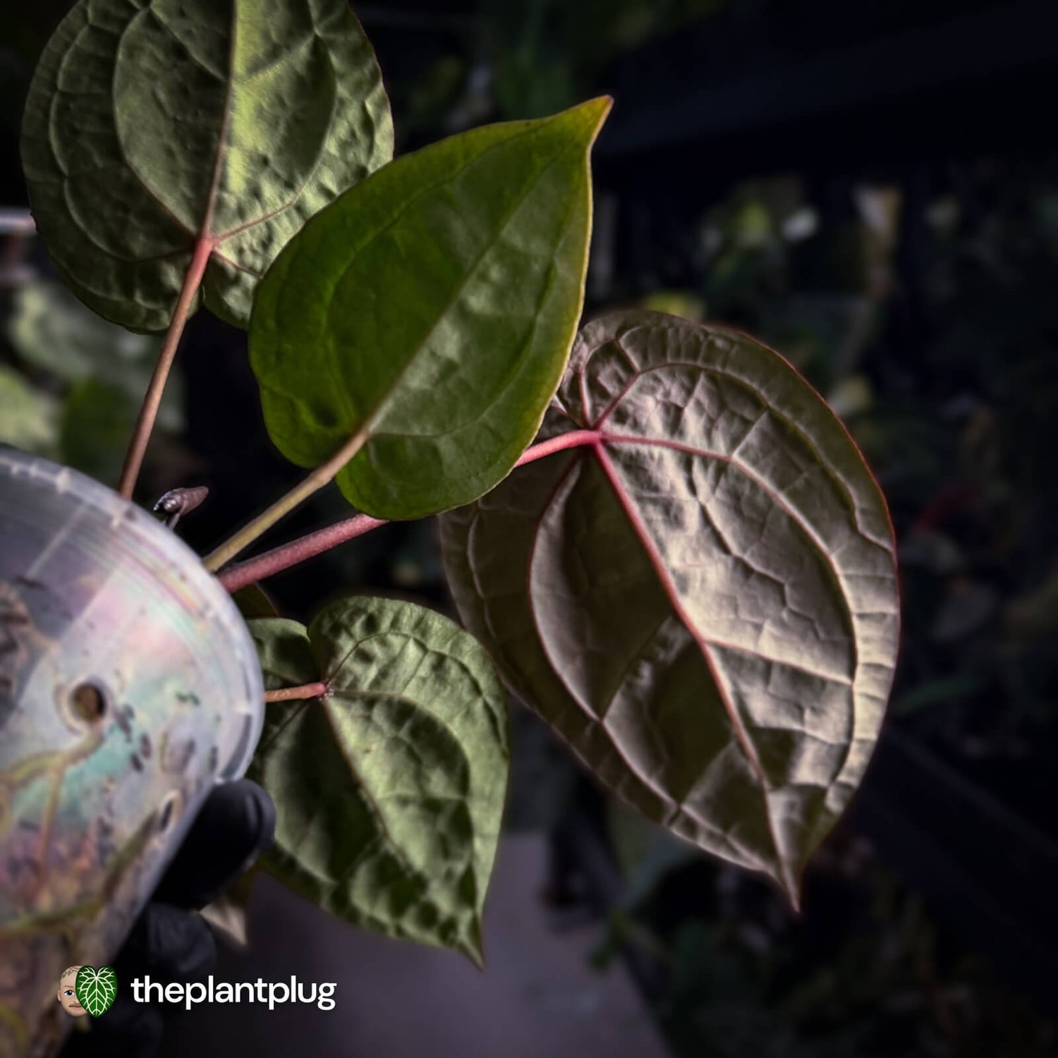Anthurium SKG 'Red Crystal' x 'Michelle' 💫