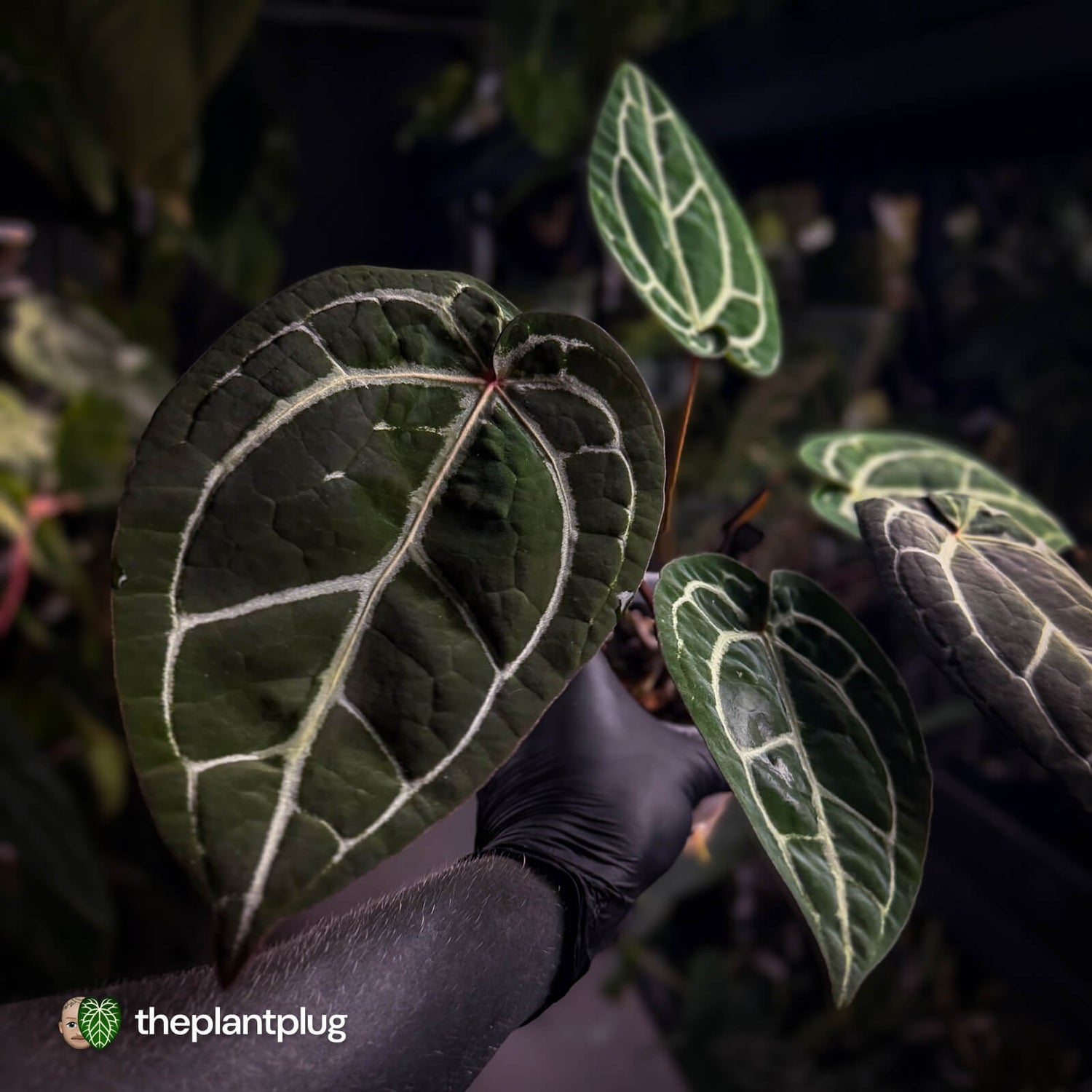 Anthurium SKG 'Red Crystal' x 'Michelle' 💫