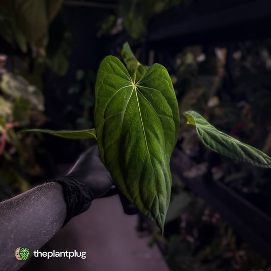 Anthurium papillilaminum 'Red Abaxial' x (antolakii 'Round x RA1')