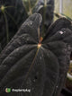 Anthurium #TwinPhoenix 'Narrow' • select clone