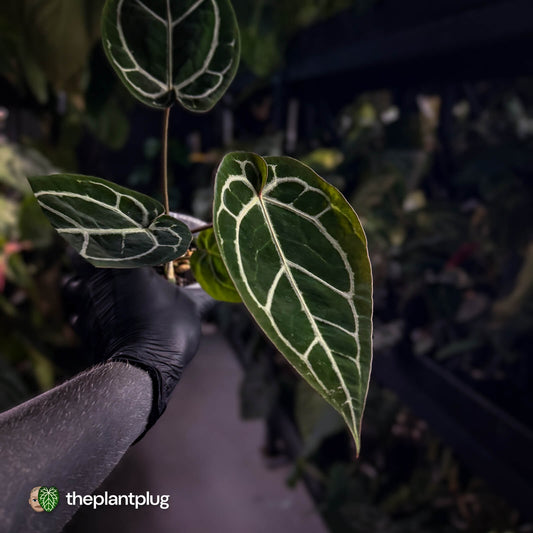 Anthurium 'Wonderboy' x 'Michelle' 💥