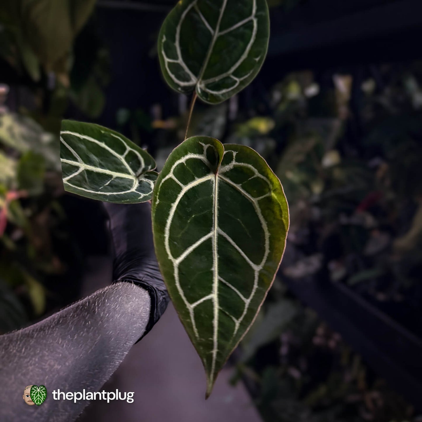 Anthurium 'Wonderboy' x 'Michelle' 💥