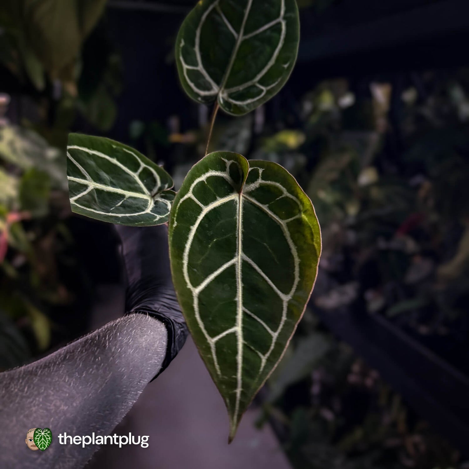 Anthurium 'Wonderboy' x 'Michelle' 💥