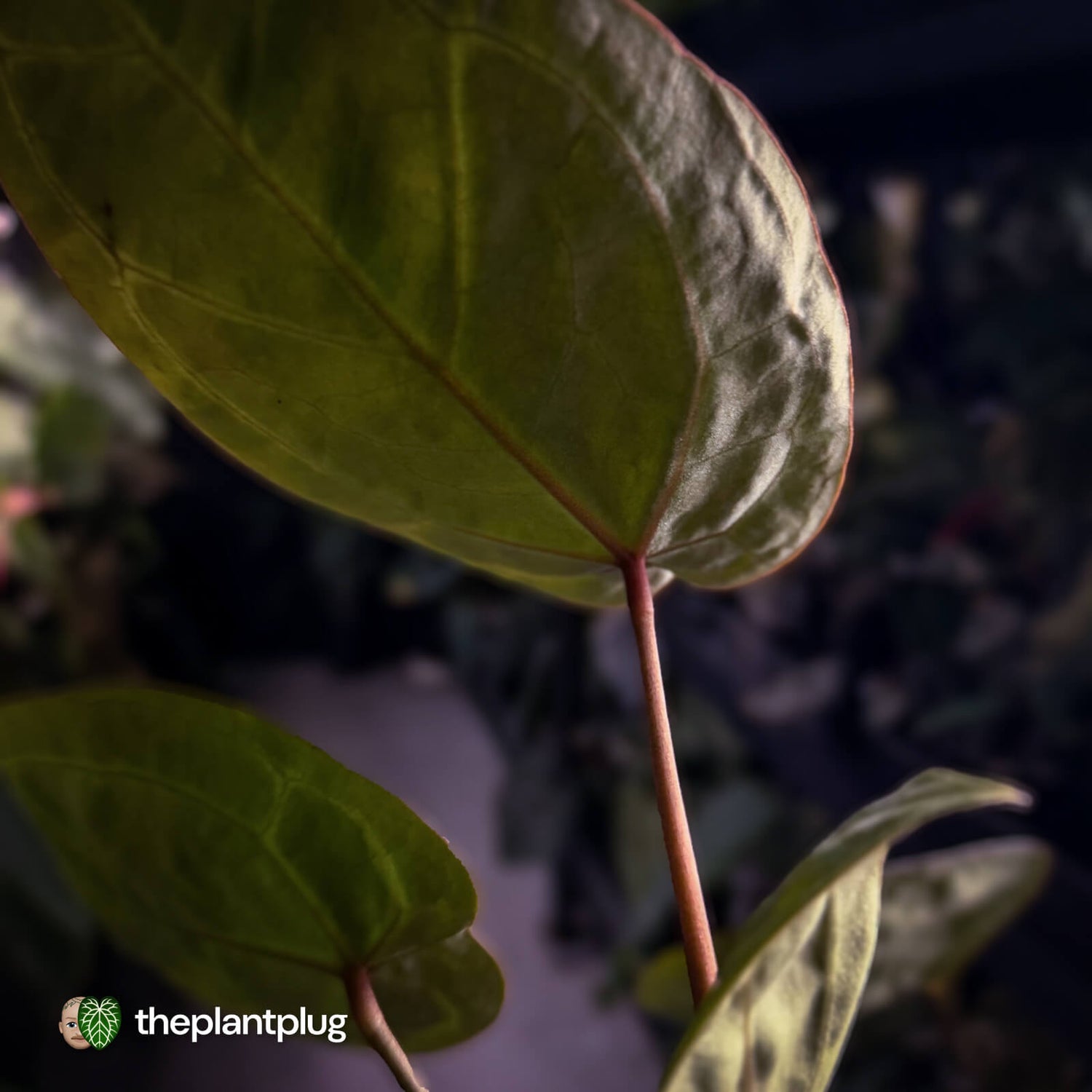 Anthurium 'Wonderboy' x 'Michelle' 💥