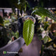 Anthurium furcatum
