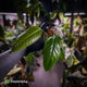 Anthurium furcatum