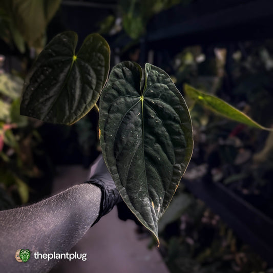 Anthurium #TwinPhoenix f2