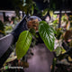 Anthurium furcatum