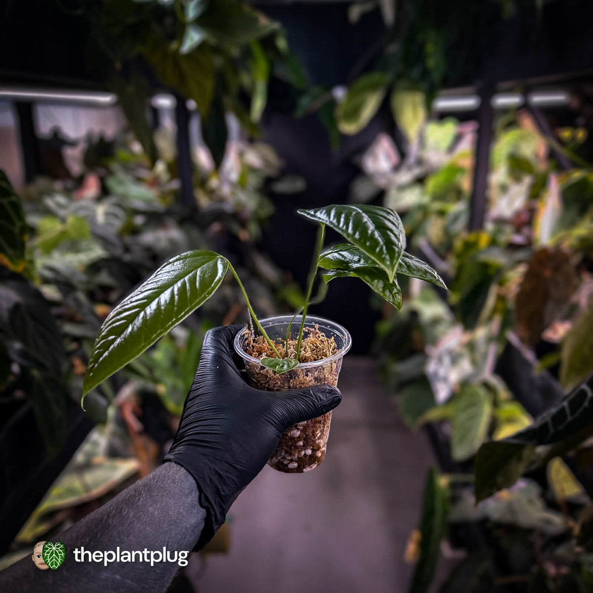 Anthurium furcatum