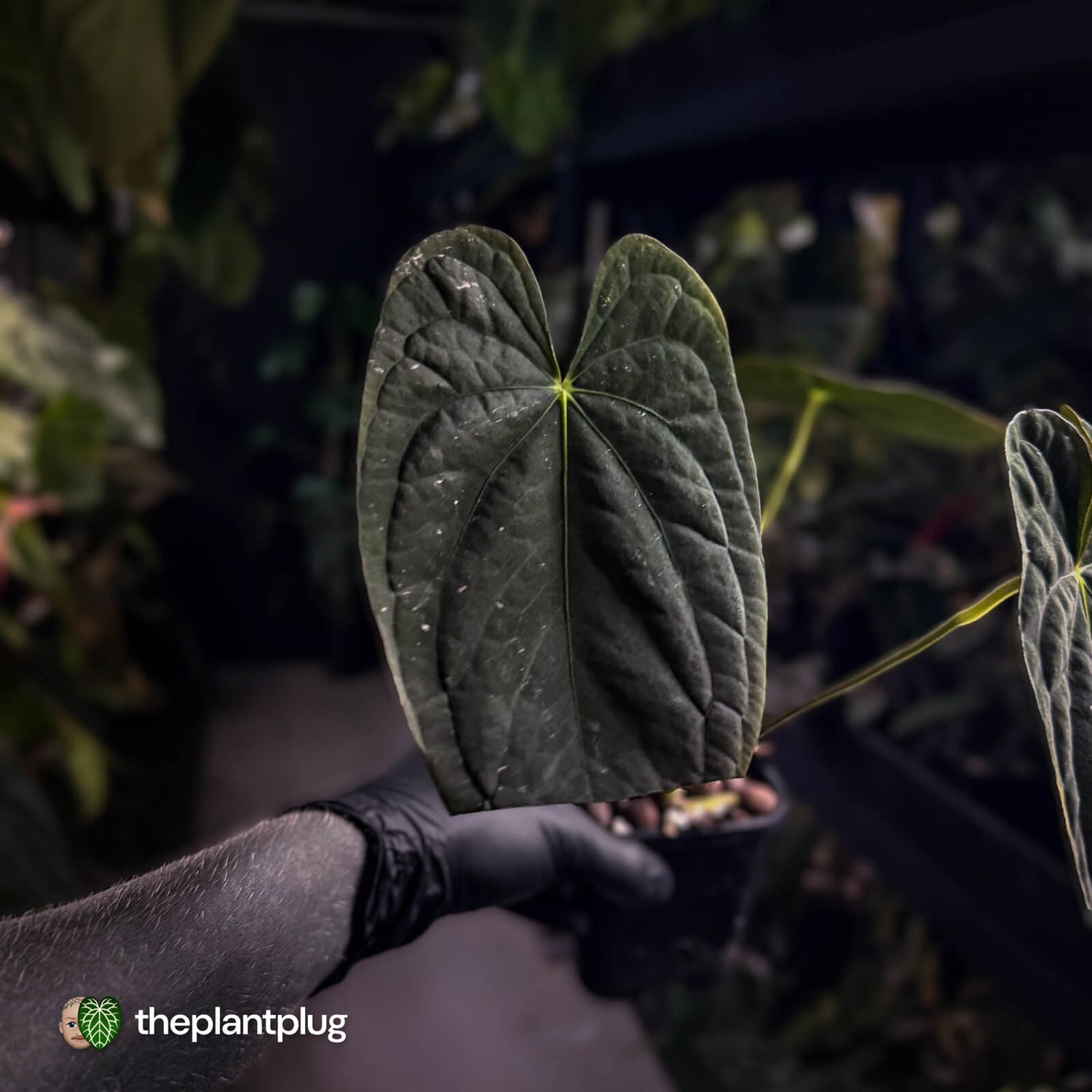 Anthurium #TwinPhoenix f2