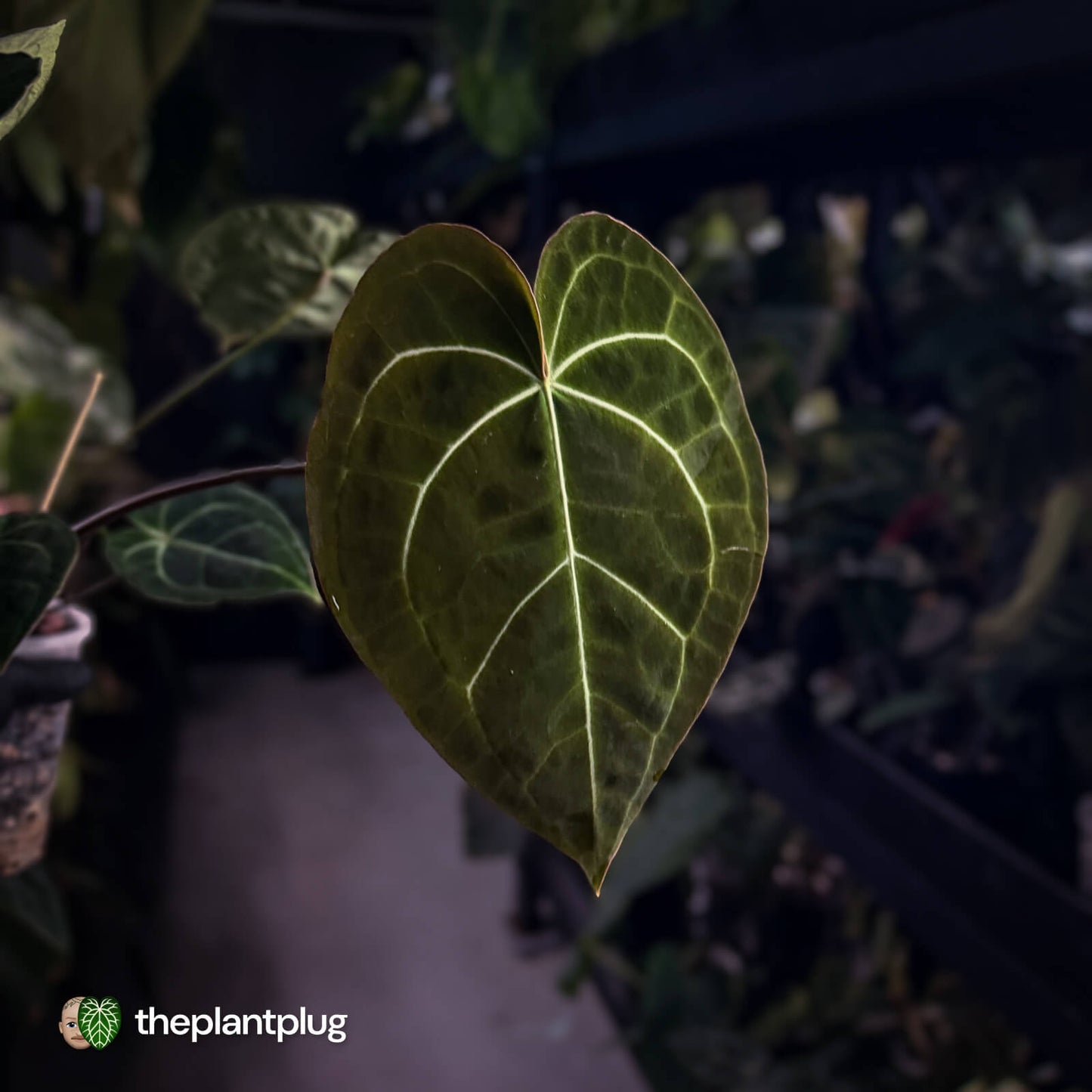 Anthurium clarinervium hybrid