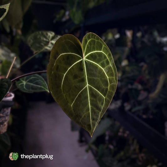 Anthurium clarinervium hybrid