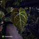 Anthurium clarinervium hybrid
