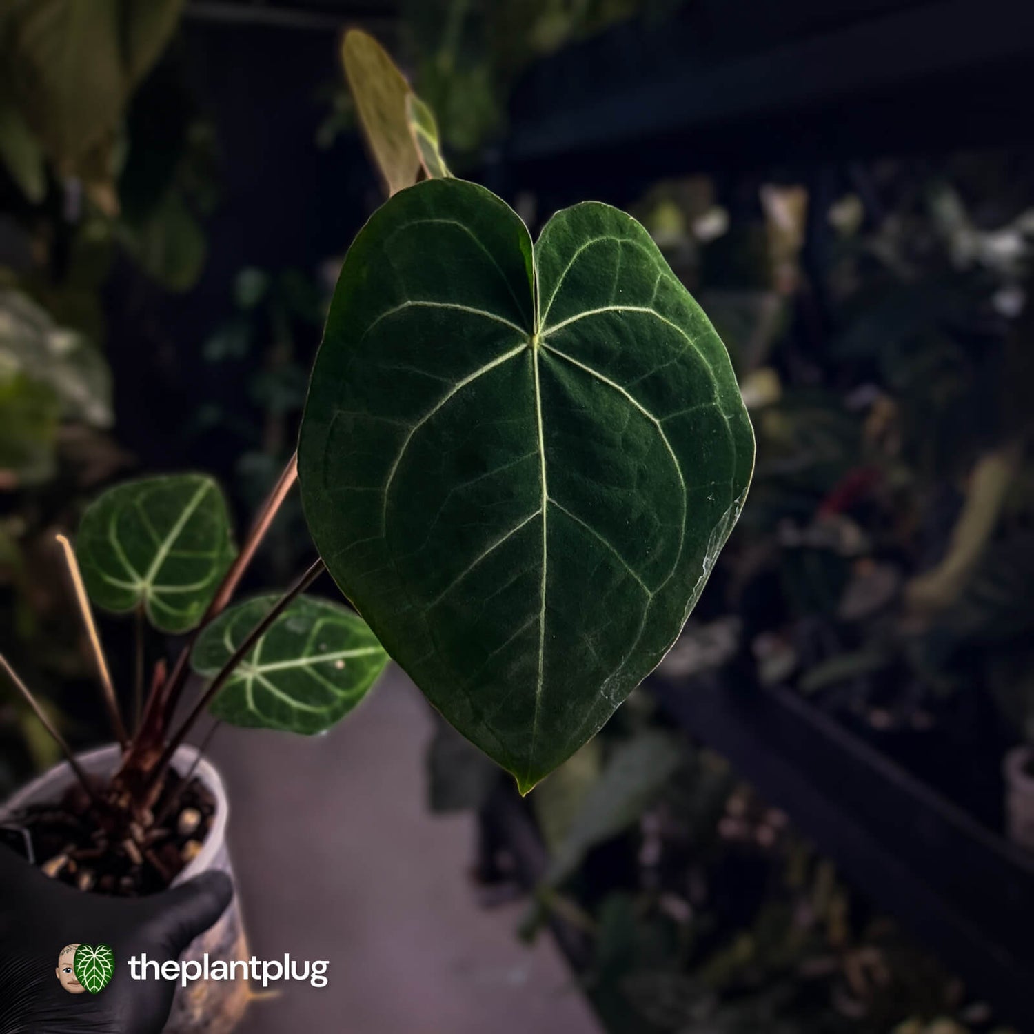 Anthurium clarinervium hybrid