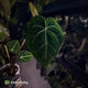 Anthurium clarinervium hybrid