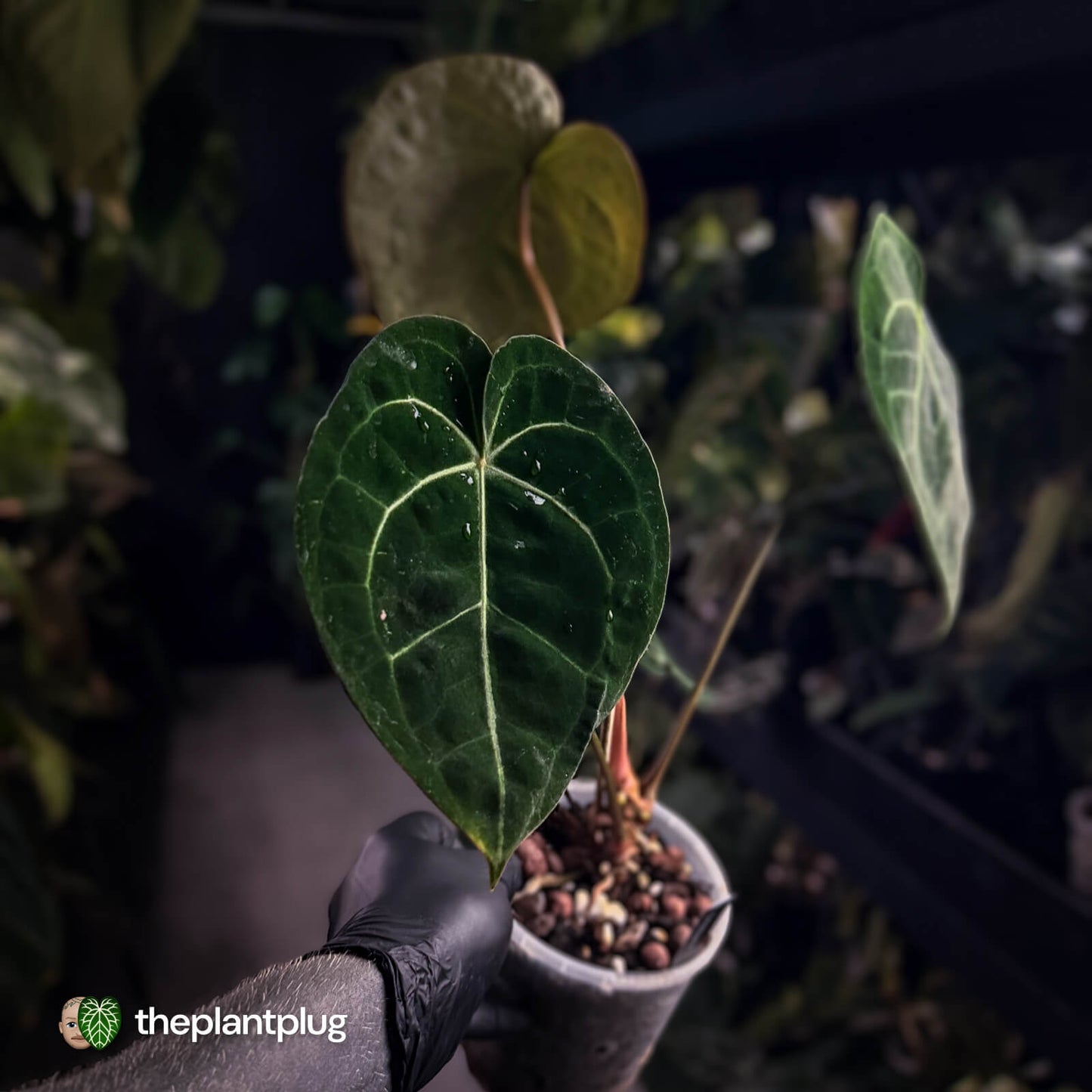 Anthurium clarinervium hybrid
