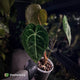 Anthurium clarinervium hybrid