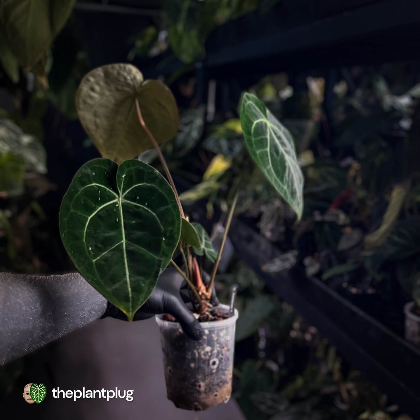 Anthurium clarinervium hybrid